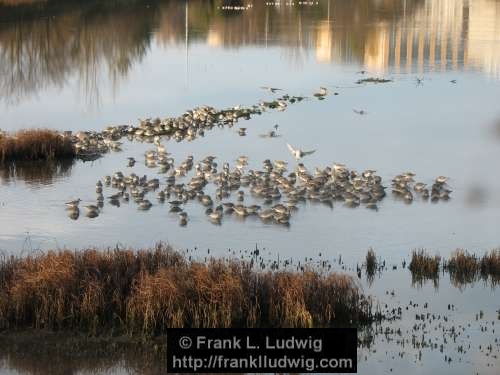 Booterstown Nature Reserve